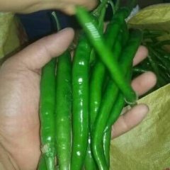 东明辣椒假一赔十山东李先生诚信合作