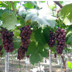 邯郸永年葡萄滞销待购