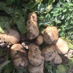 永昌东寨杜勤学9月夏波蒂土豆