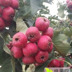 绛县绛县拓利华9月大金星山楂