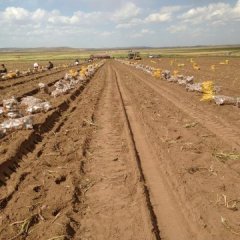 多伦土豆欢迎合作大河口寇新河诚信合作