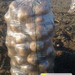 公主岭秦家屯镇戴德雷延薯四号土豆代办