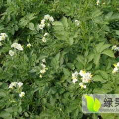 上万亩土豆胡萝卜请买家速来选购