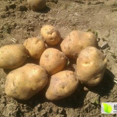 2015公主岭土豆走过路过不要错过