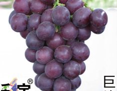 威县名州镇地里种有3亩巨峰葡萄