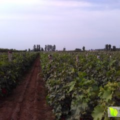 晋州市南寺村巨峰葡萄