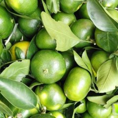 大量供应湖南石门早熟蜜桔