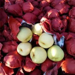 陕西蒲城酥梨大量上市，享誉全球