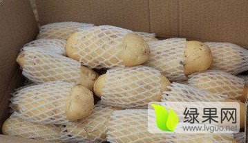 出售优质土豆种