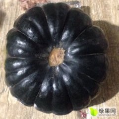山西神池新明诚信合作社日本黑皮.金红冠南瓜