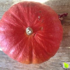 山西神池新明诚信合作社 金红冠.日本黑南瓜