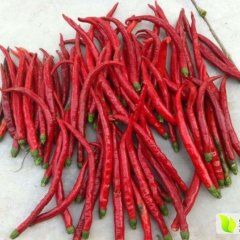 忻州山西郭7月L3F1辣椒