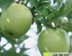 2015冠县苹果收购工作全面开展