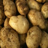 吉林土豆尤金.荷兰十五.延薯四号上市