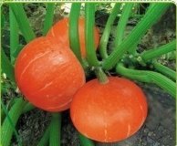 大量供应山西神池红皮南瓜 黄金二号