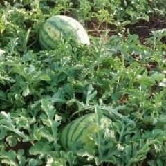 内蒙古西瓜皮薄且口感极佳 欢迎速购