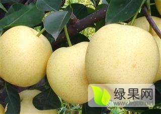 2015年陕西大荔中华玉梨价格