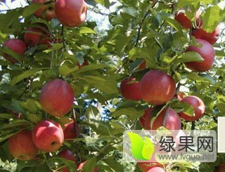 2015年陕西大荔花冠价格