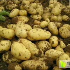 内蒙古武川福瑞特土豆