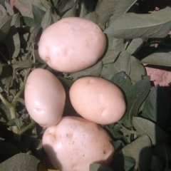 靖边海测王先生9月夏波蒂土豆