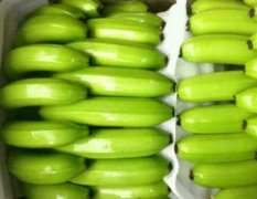 广西武鸣基地优质香蕉大量上市