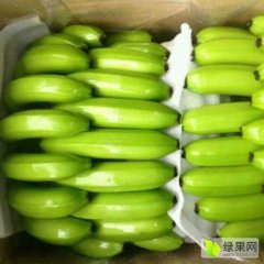 广西武鸣基地优质香蕉大量上市