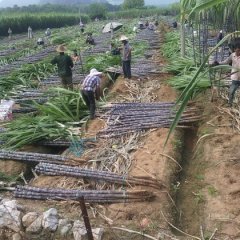 广西龙州黑皮果蔗甘蔗火爆上市