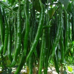 安徽涡阳金塔辣椒假一赔十