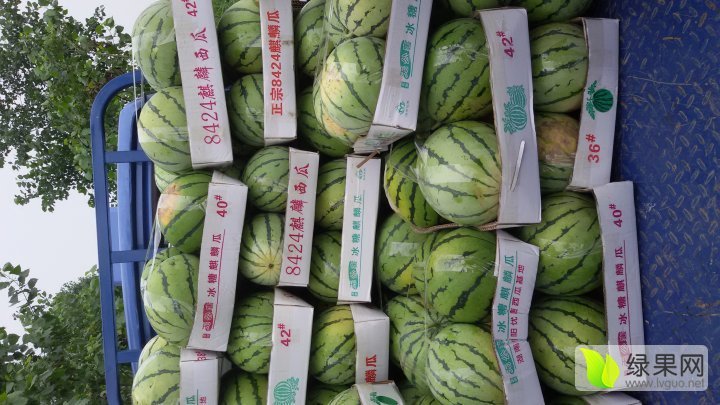 麒麟西瓜价格
