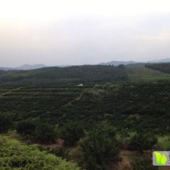 江西新干温州密柑柑橘名扬天下