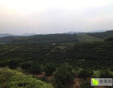江西新干温州密柑柑橘名扬天下