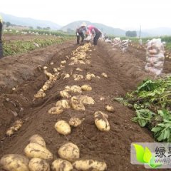内蒙古多伦荷兰十五土豆著名品牌