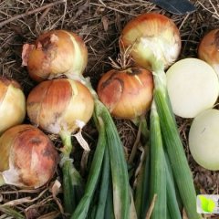 宁安东京徐小鑫8月黄皮洋葱