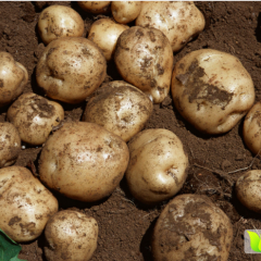 扶余土豆是名优特产扶余宫奇龙诚信合作