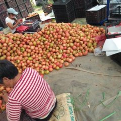 2015喀喇沁旗西红柿收购工作全面开展