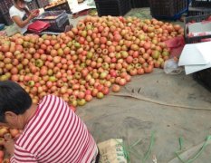 2015喀喇沁旗西红柿收购工作全面开展