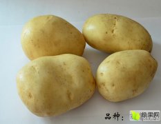 丽江太安优质丽薯6号脱毒种薯生产及供应情况介绍