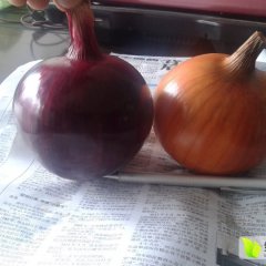 2015长岭2000吨紫皮洋葱和黄皮洋葱上市