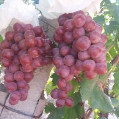 临渭葡萄早买早赚,渭花李红亮诚信合作