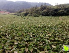 贵州省黎平县坝寨乡香于种植基地