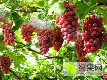 2015年陕西临渭红提价格