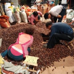 山东岱岳泰山板栗早买早赚