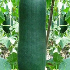 河南郸城子弹头黑皮冬瓜火爆招商中