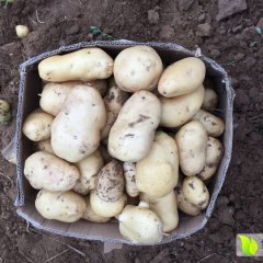 肥城桃园郭瑞军8月荷兰十五土豆