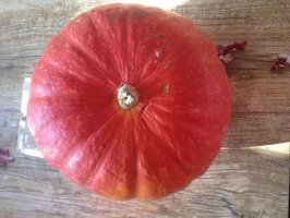 山西神池贺职新明诚信合作社黄金2号，黑皮南瓜