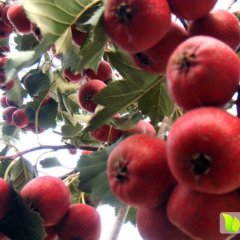 2015绛县山楂抓住商机无限