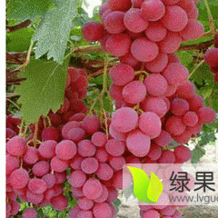山东费县红提葡萄欢迎选购