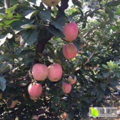 苹果.红星苹果.美八苹果.于月飞收购中心