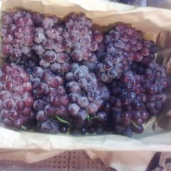 晋州市葡萄名扬天下