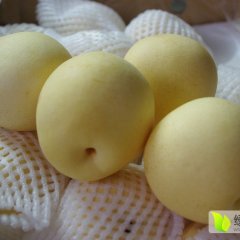 陕西大荔酥梨逐渐升温